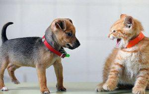 puppy and cat