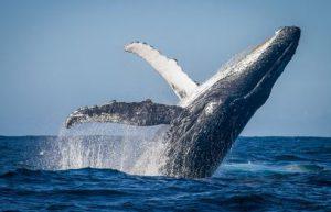 sperm whale diving