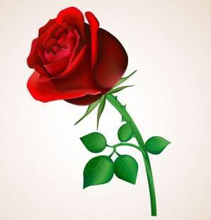 Can Men Receive Roses on Valentine’s Day?
